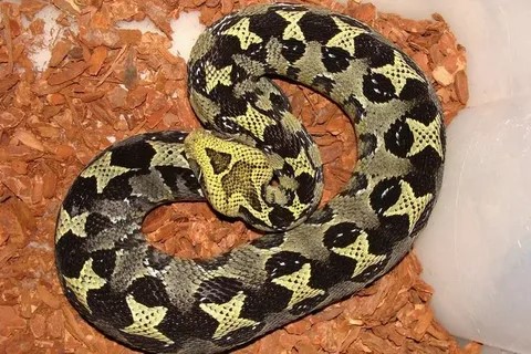 ЗНАКОМИМСЯ: БИТИС!